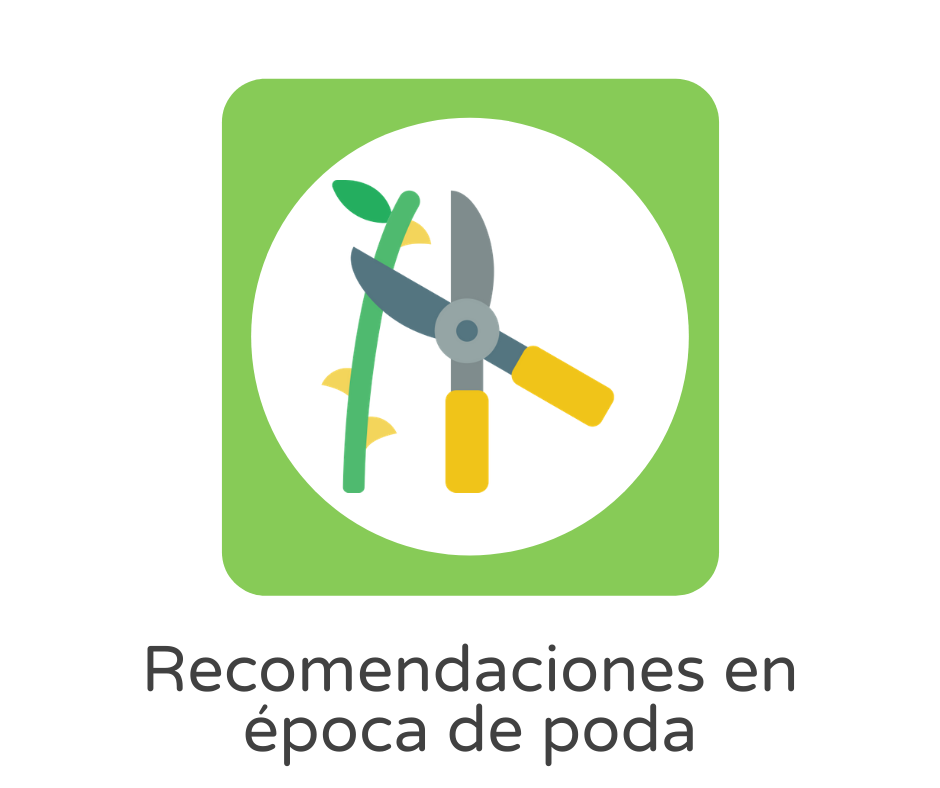 recomendaciones en época de poda